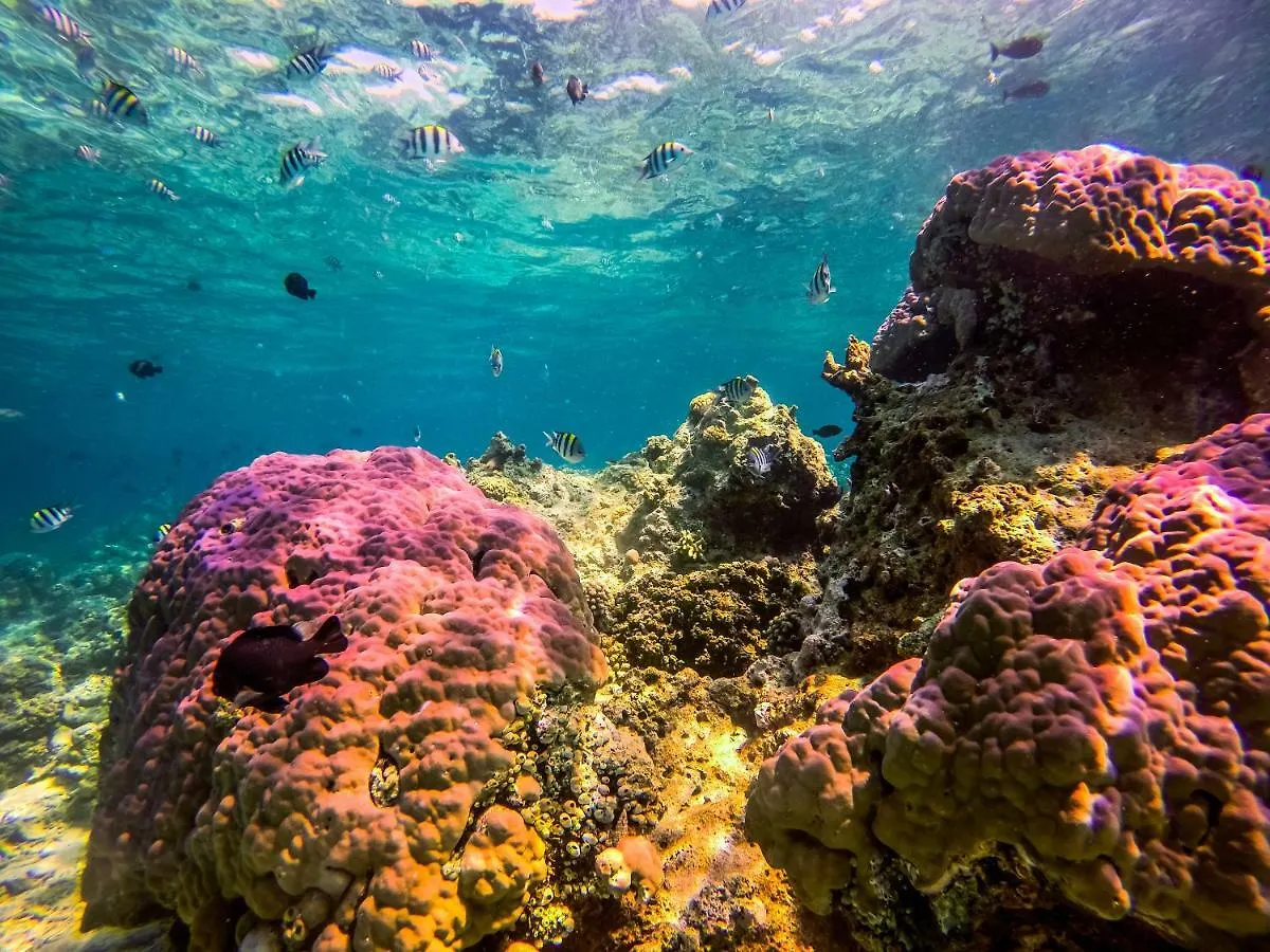 *** Penzion Dpm Koh Tao Diving Hotel & Bar Thajsko